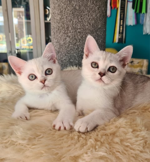 Burmilla kittens