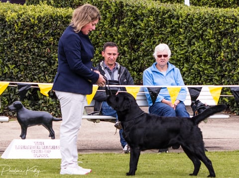 Champion Goldychocs Mr McCafferty 2 years