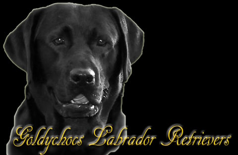 GOLDYCHOCS LABRADOR RETRIEVERS 