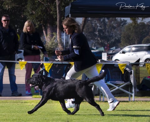 Champion Goldychocs Mr McCafferty 2 years