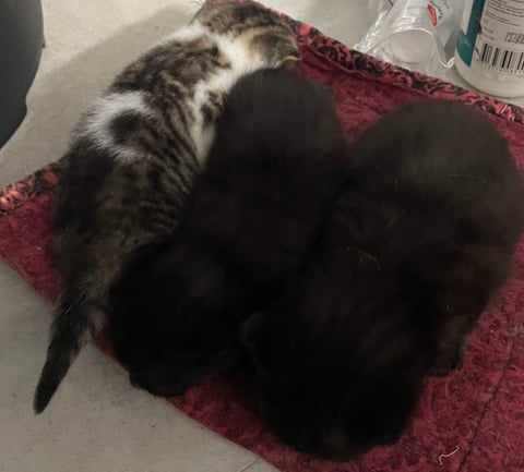 Tabby bicolored and black litter