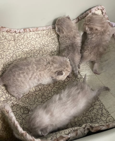 British Shorthair Lilac tabby litter