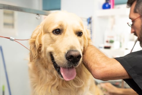 Dog Wash Townsville