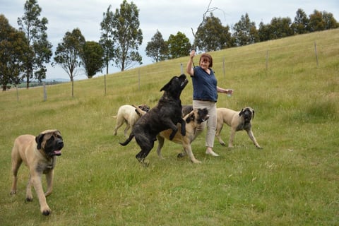 mastiffs enjoying life 