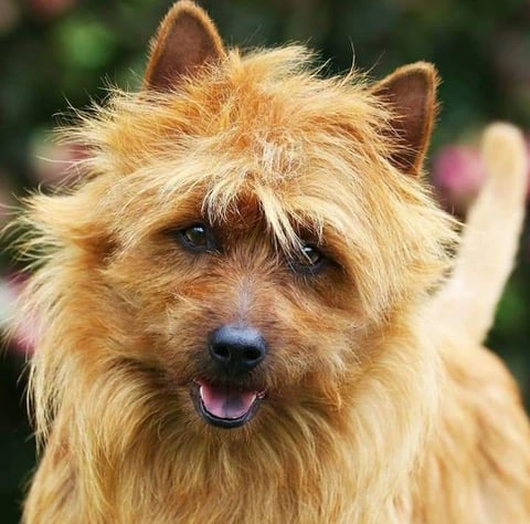Aronaw Australian Terriers 