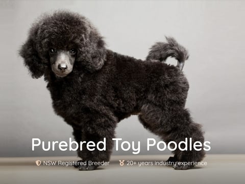 Cabarita Toys - Toy Poodle Breeder