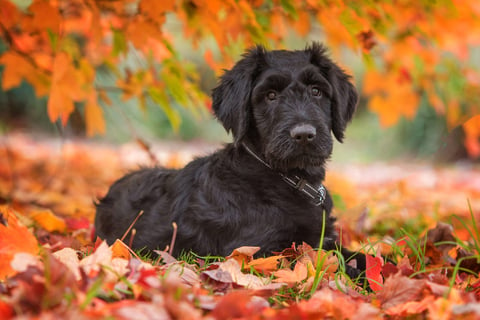 Briard puppy - photo by Geelong Pet Photography