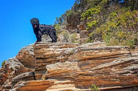 Briard - photo by Geelong Pet Photography