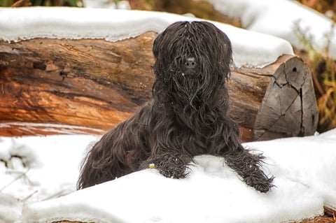 Briard - photo by Geelong Pet Photography