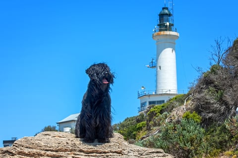 Briard - photo by Geelong Pet Photography