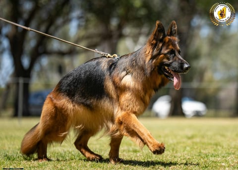 CH Wohlstand Dakota AZ BSC EX. ( Tehya)