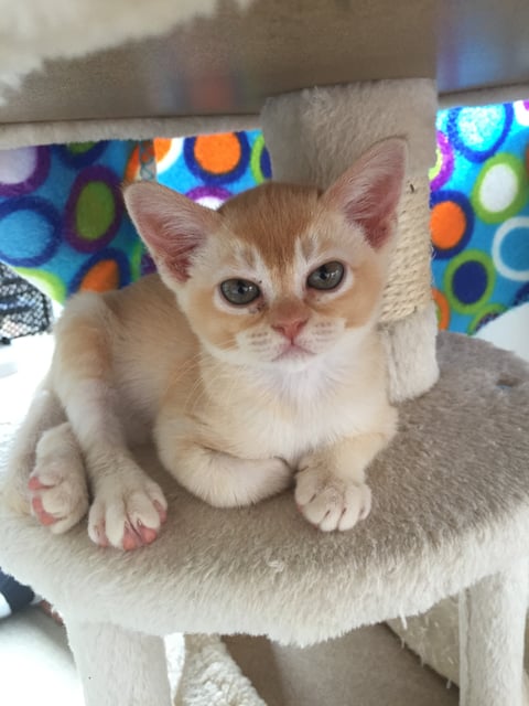 Bunratty Tall Poppy - Red Burmese 