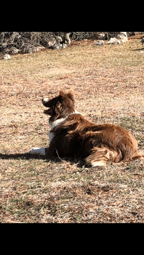 Perfect Pets profile