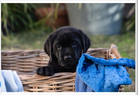 Therapaws Labrador Puppy 