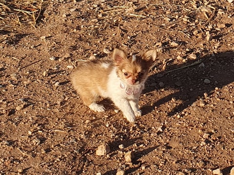 Chocolate sable parti girl,  long coat chihuahua. 