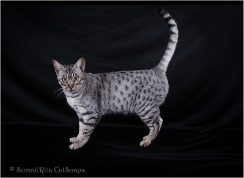 Petals - Ocicat