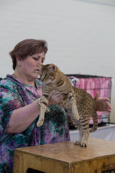 Monkey at a show - Ocicat