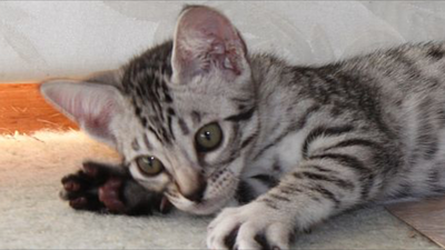 Petals as a baby - Ocicat