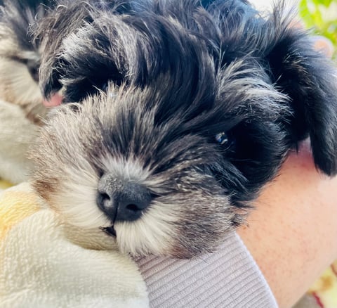 Sweet faced pup from a previous litter.