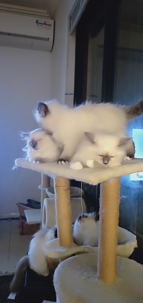 Jillijamila Birman Kittens