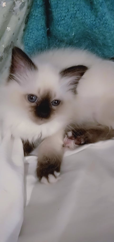 Jillijamila Birman Kitten