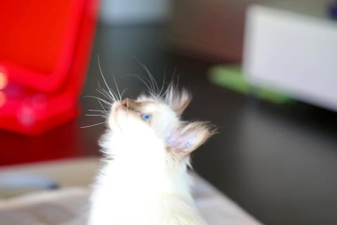 profile (2)