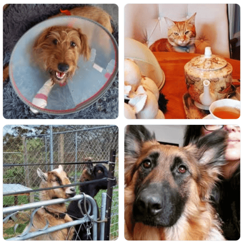 Blue Mountains Emergency Vet