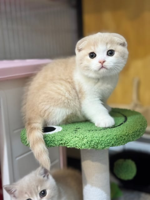 Scottish Fold Female Cream Bicolour