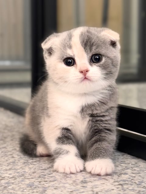 Scottish Fold