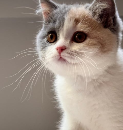 British Shorthair 