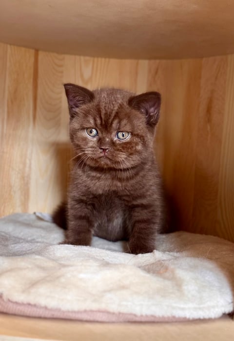 British Shorthair