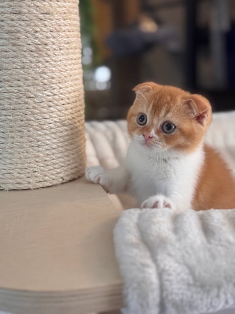 Scottish Fold