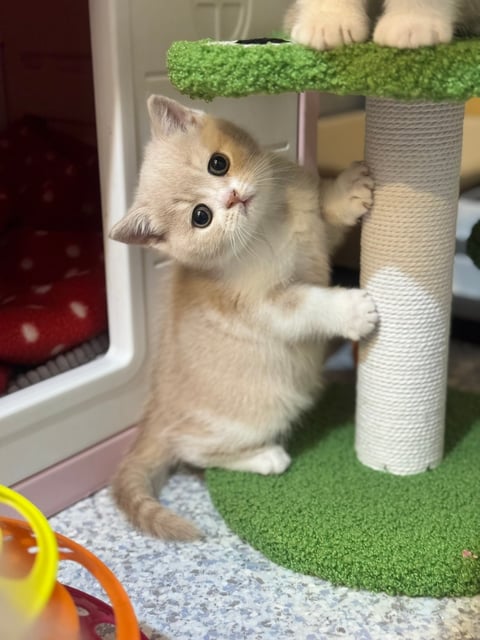Scottish Shorthair Female Cream Bicolour