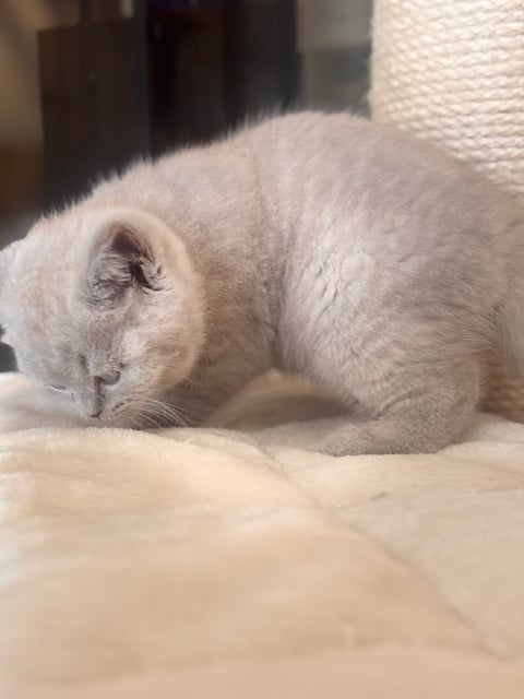 British Shorthair