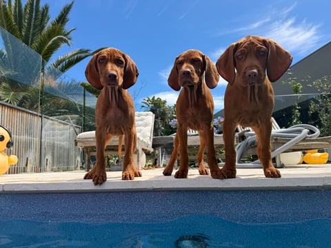 Who's for a swim? 8 weeks old pups from Ruby.