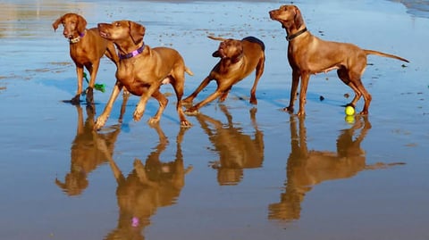 Vizsla Beach frolics 