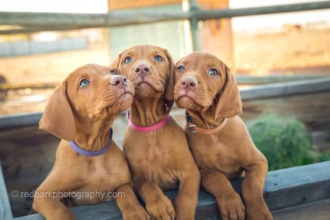Vizsla Pups