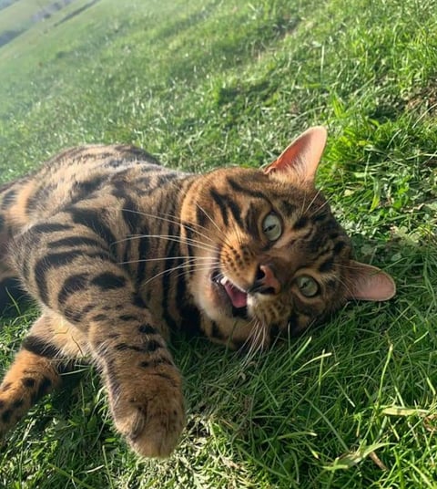 Metanoia Bengal Sire