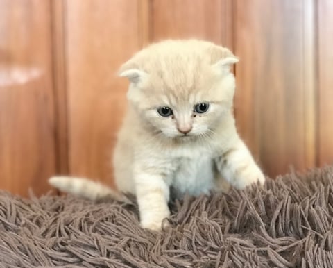 Scottish Fold baby 2020