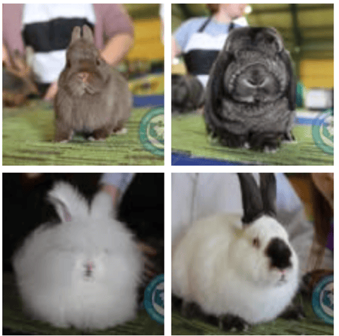 Rabbit Fanciers Society of NSW