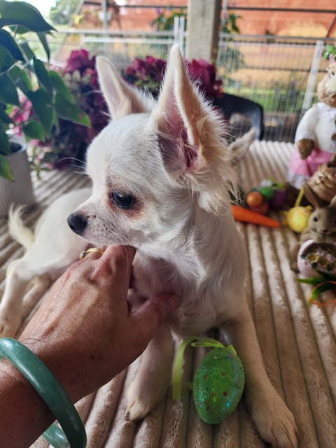 Peanut 