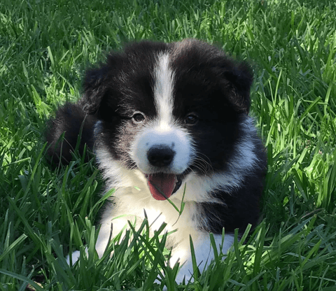 Furrevah Border Collie Puppy