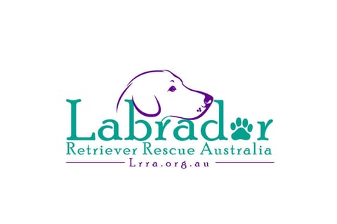 Labrador Retriever Rescue Australia