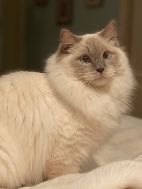 Queen Tabitha Lilac Point