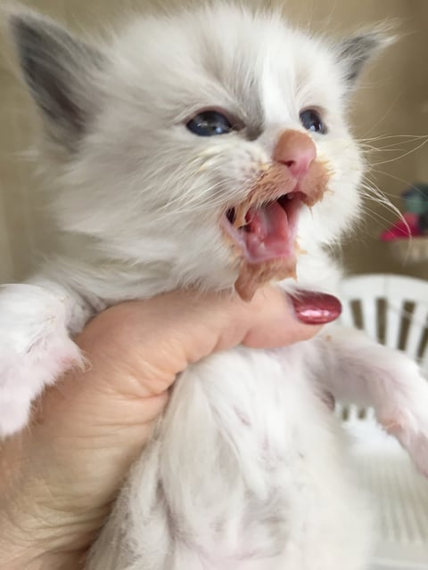 Starting to enjoy his first meal  Give me MORE