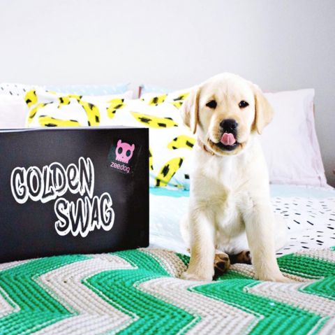 Personalised Puppy Gift Box – Tough Toys & Healthy