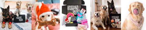 Themed Gift Box for Dogs | Surprise Gifts | Golden