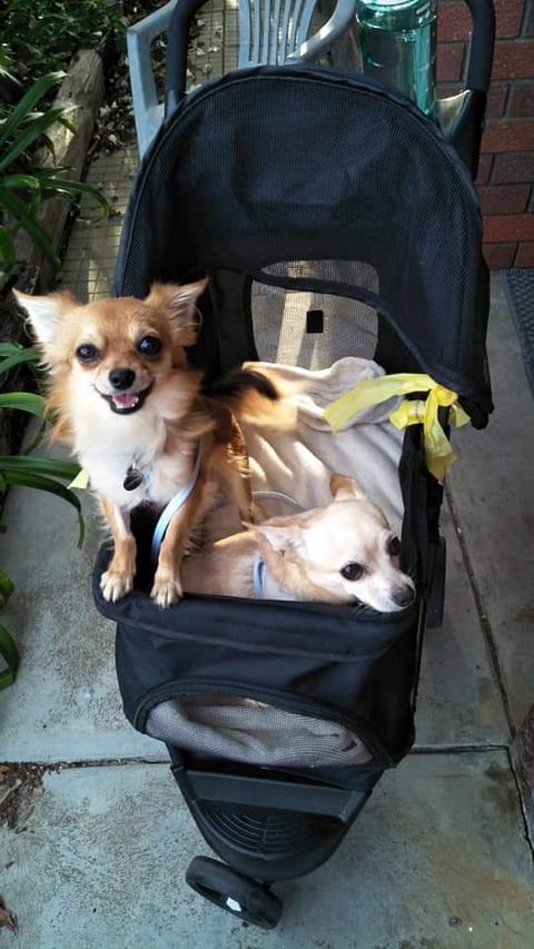 Gizmo and Max