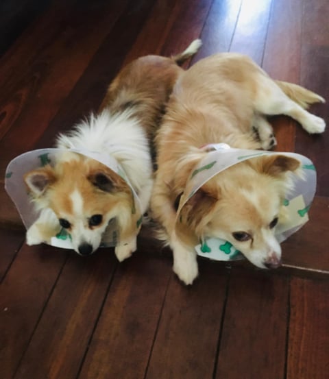 Panda and Bear... Adopted