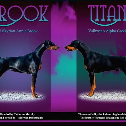 Champion Brother & Sister Team - Brook & Titan